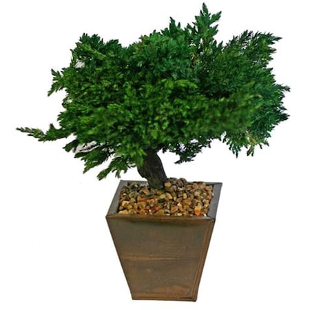 Paisaje 8 in. Monterey Juniper Preserved Bonsai Tree PA2803679